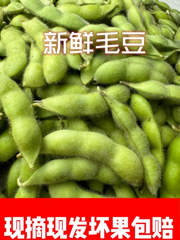 【莹姐】安徽会龙农家自种新鲜毛豆农家自种3斤5斤包邮