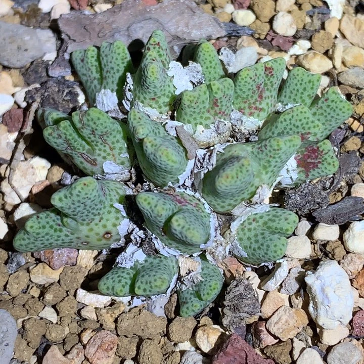 红陶20CM（含）-50CM（不含）16头鹿角斑马