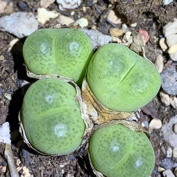 红陶20CM（含）-50CM（不含）