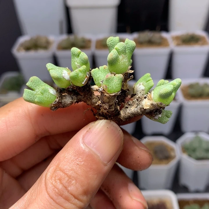 红陶20CM（含）-50CM（不含）14头鹿角斑马