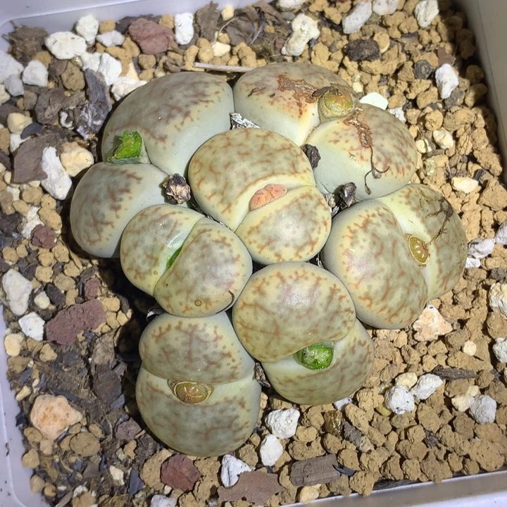 红陶20CM（含）-50CM（不含）