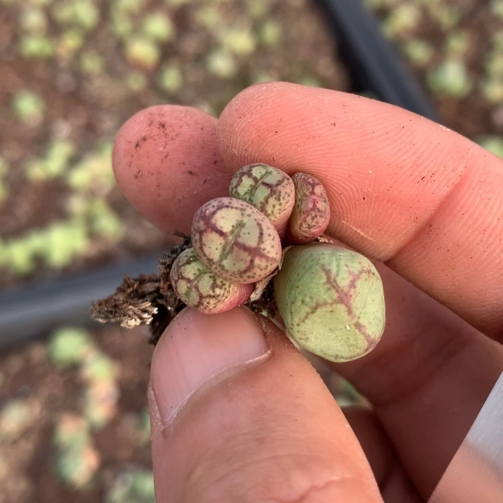 红陶20CM（含）-50CM（不含）薇*