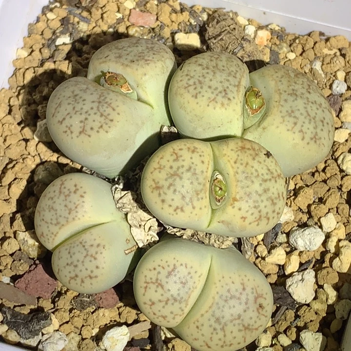 红陶20CM（含）-50CM（不含）