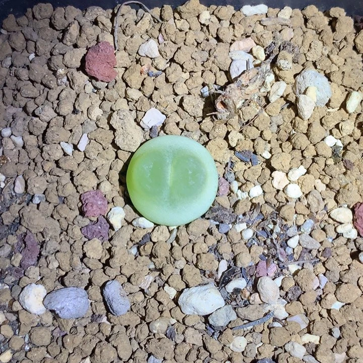 红陶20CM（含）-50CM（不含）