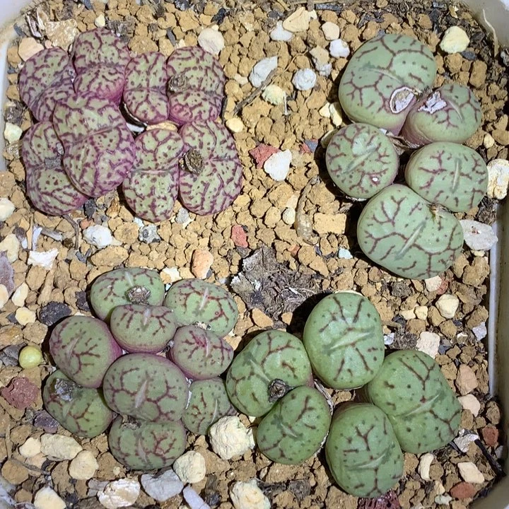 红陶20CM（含）-50CM（不含）4群安贞