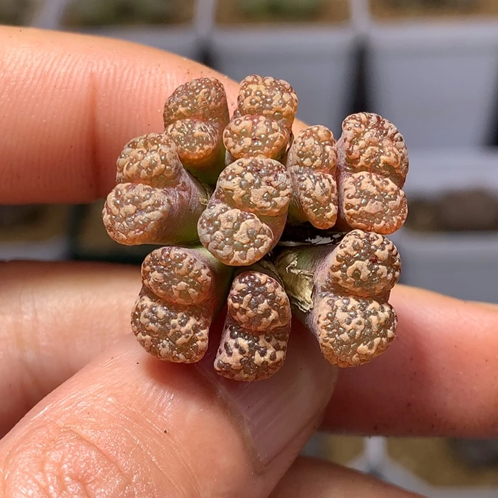 红陶20CM（含）-50CM（不含）