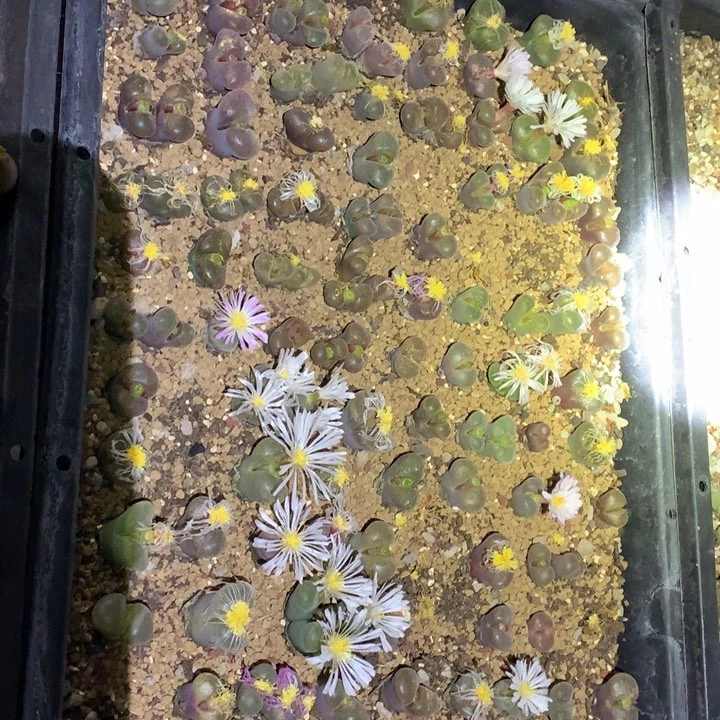 全部下土发货精品多肉植物大战僵尸