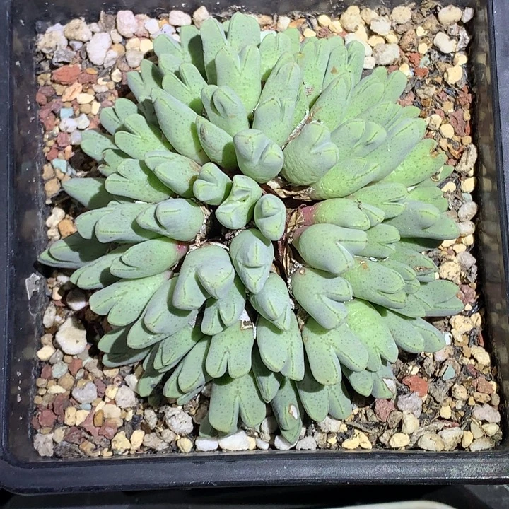 红陶20CM（含）-50CM（不含）