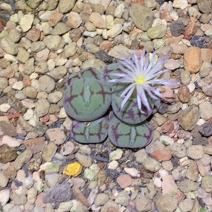 薇*精品多肉植物大战僵尸先生们