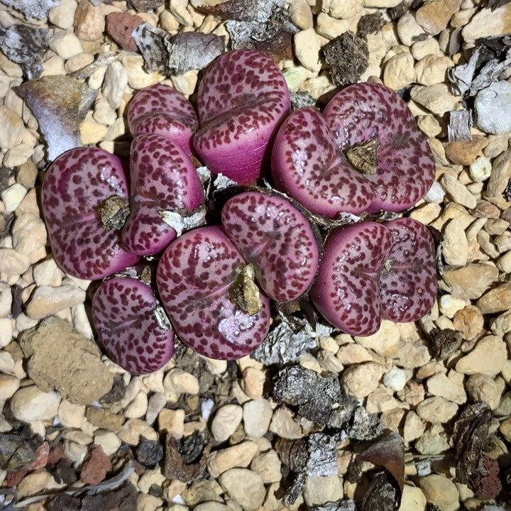 红陶20CM（含）-50CM（不含）