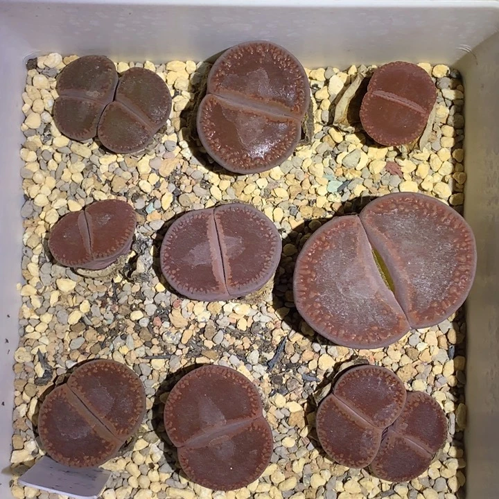 红陶20CM（含）-50CM（不含）