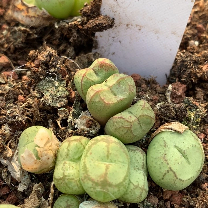 红陶20CM（含）-50CM（不含）好****我
