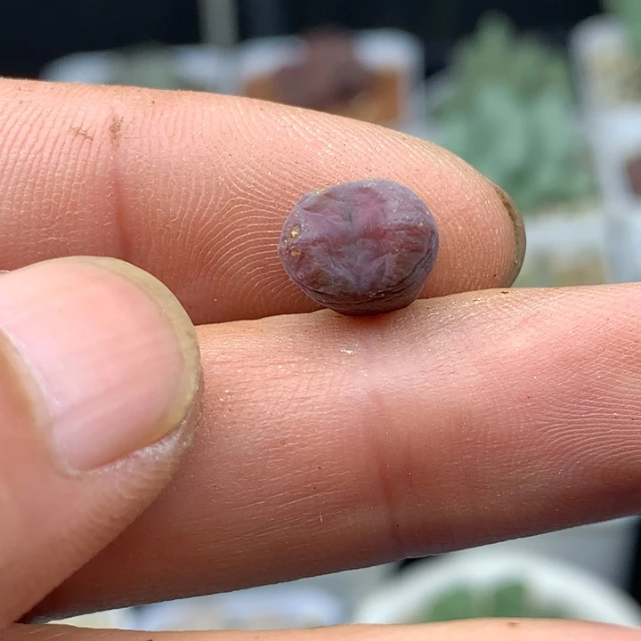 红陶20CM（含）-50CM（不含）·****儿