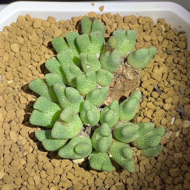 红陶20CM（含）-50CM（不含）29头鹿角斑马