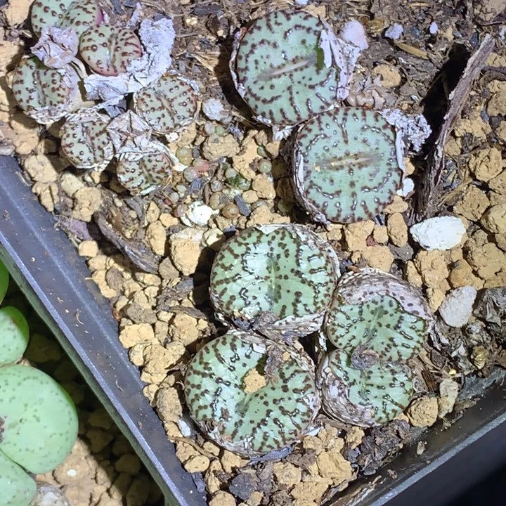 红陶20CM（含）-50CM（不含）