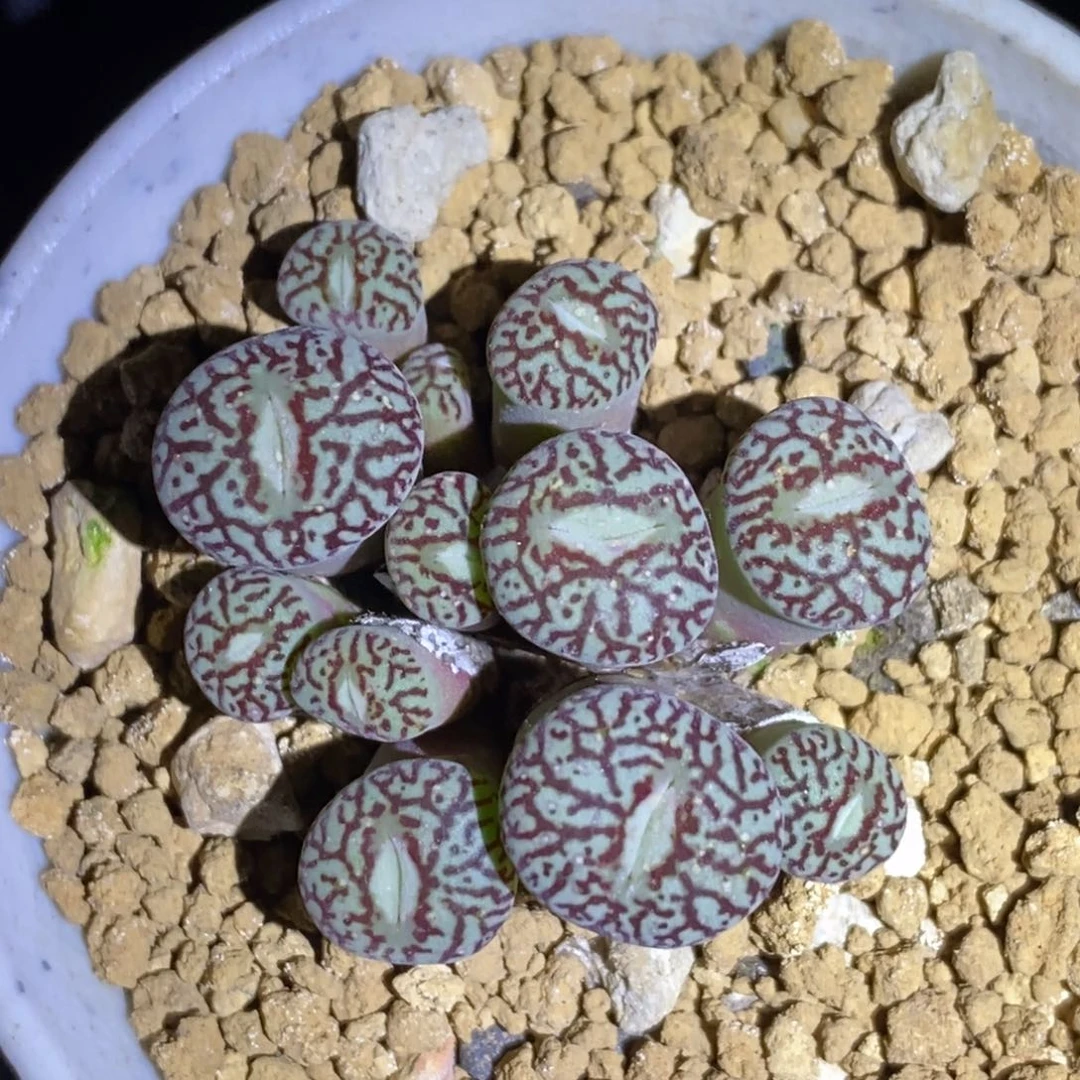 红陶20CM（含）-50CM（不含）