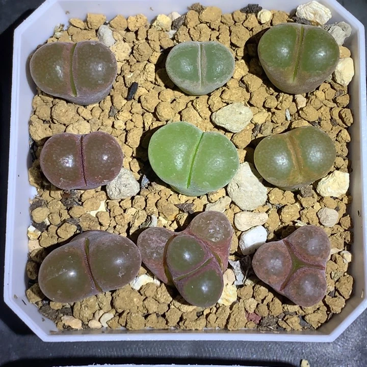 红陶20CM（含）-50CM（不含）