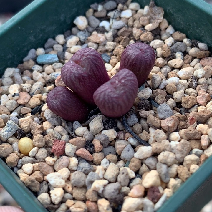 红陶20CM（含）-50CM（不含）薇*