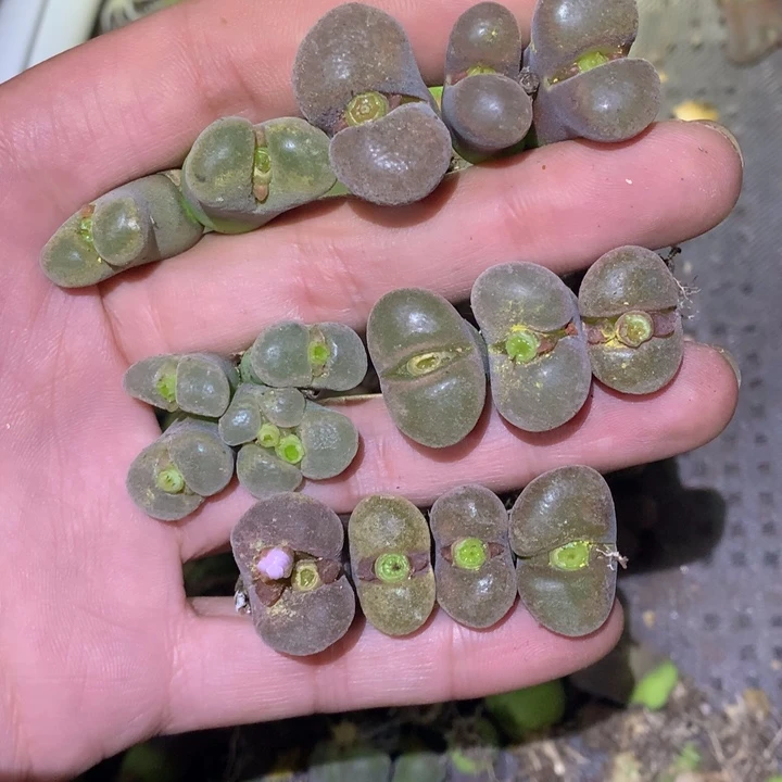 精品多肉植物大战僵尸