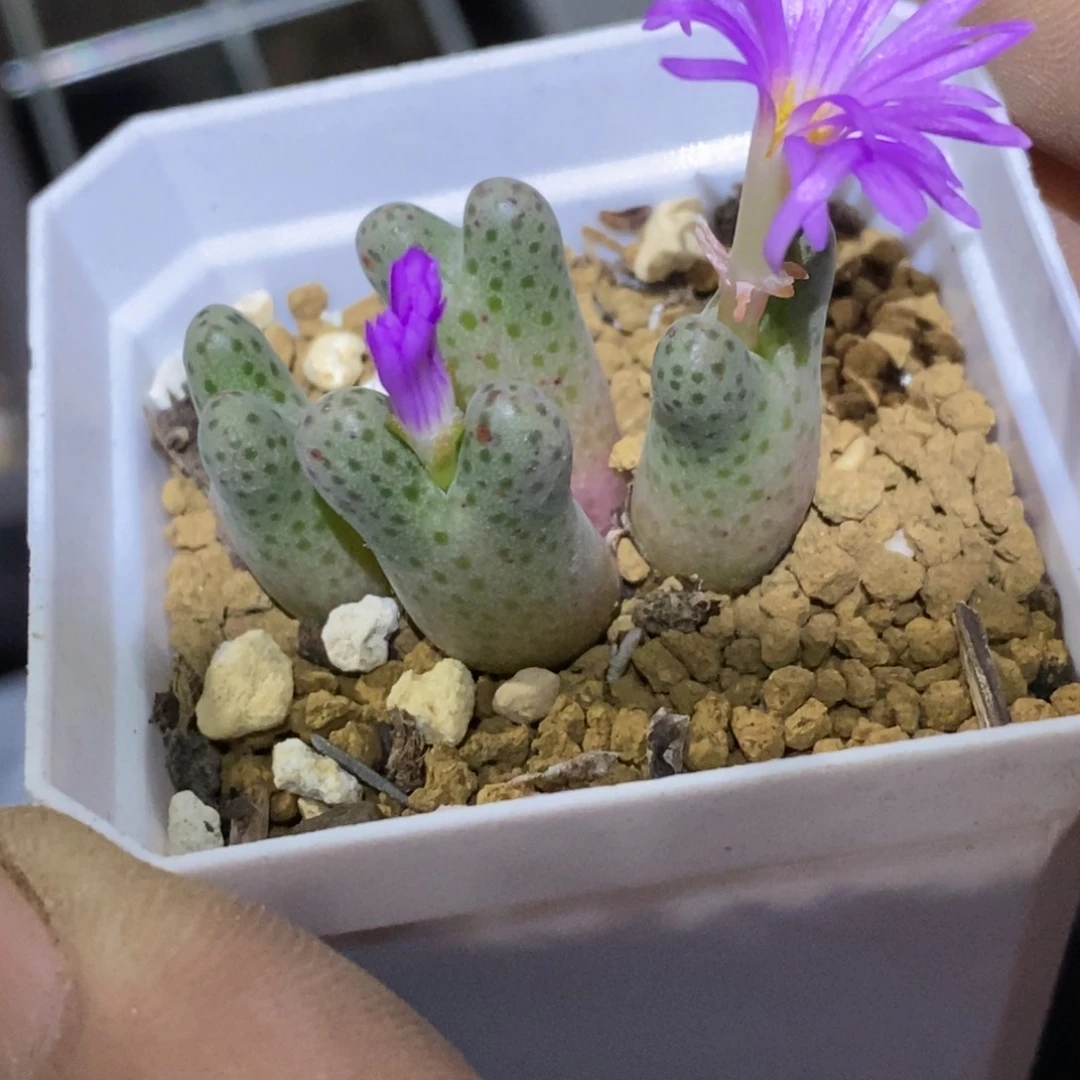 L****园精品多肉植物大战三百回合，