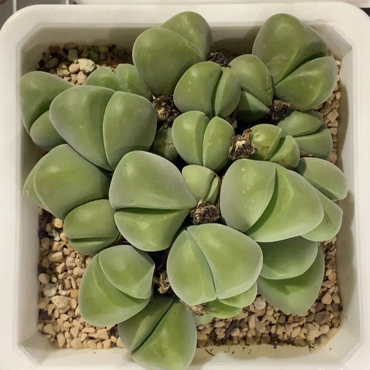红陶20CM（含）-50CM（不含）