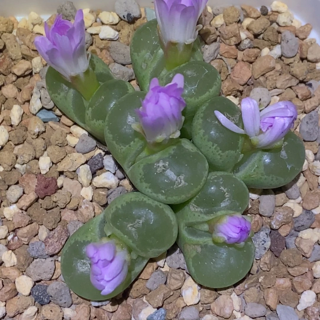 精品多肉植物 番杏颗6头风铃