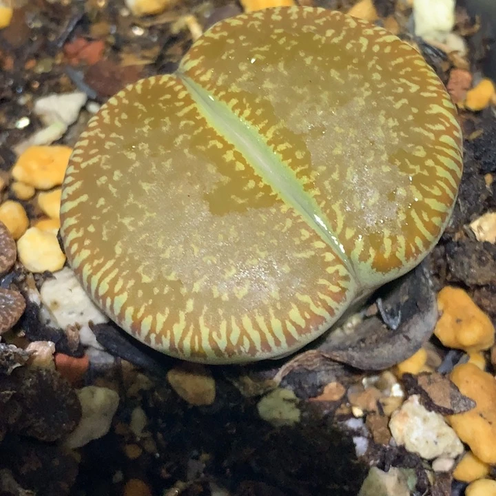 红陶20CM（含）-50CM（不含）彩虹日轮