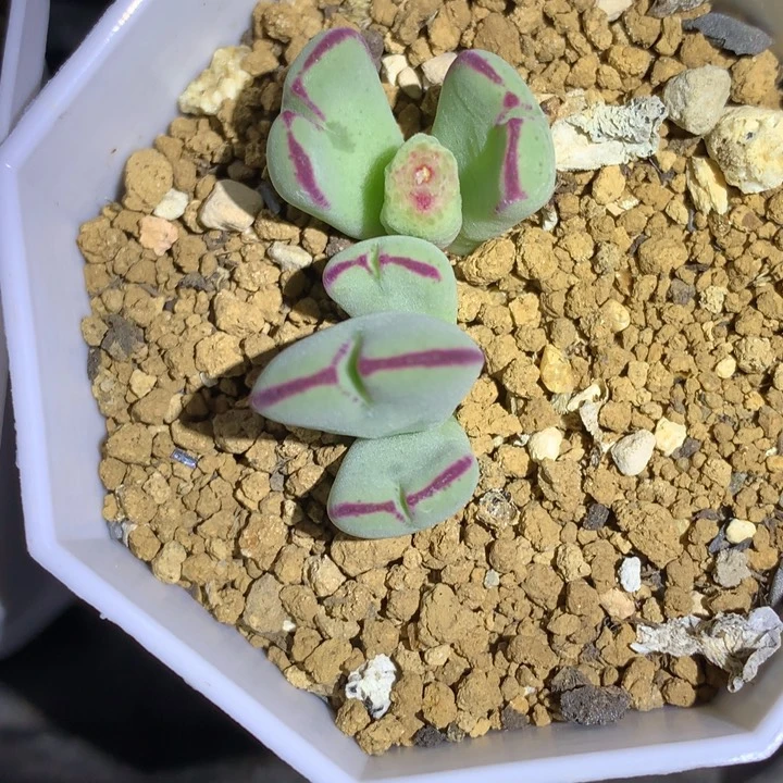红陶20CM（含）-50CM（不含）少将杂