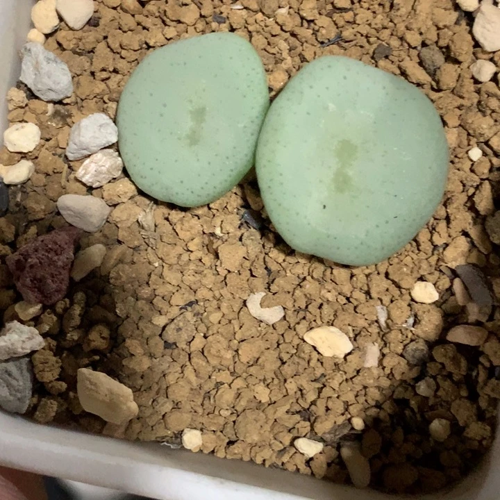 红陶20CM（含）-50CM（不含）