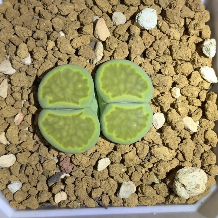 红陶20CM（含）-50CM（不含）