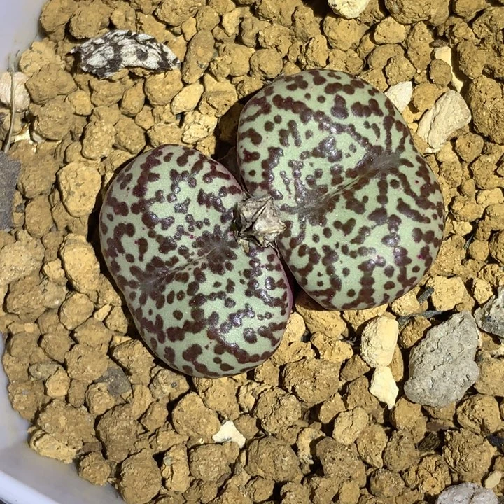 红陶20CM（含）-50CM（不含）用****9