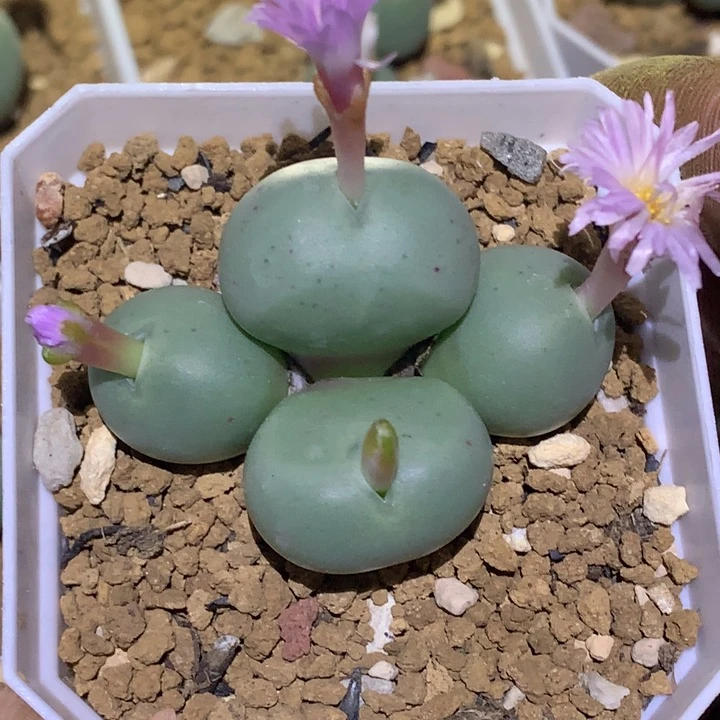 精品多肉植物泡泡