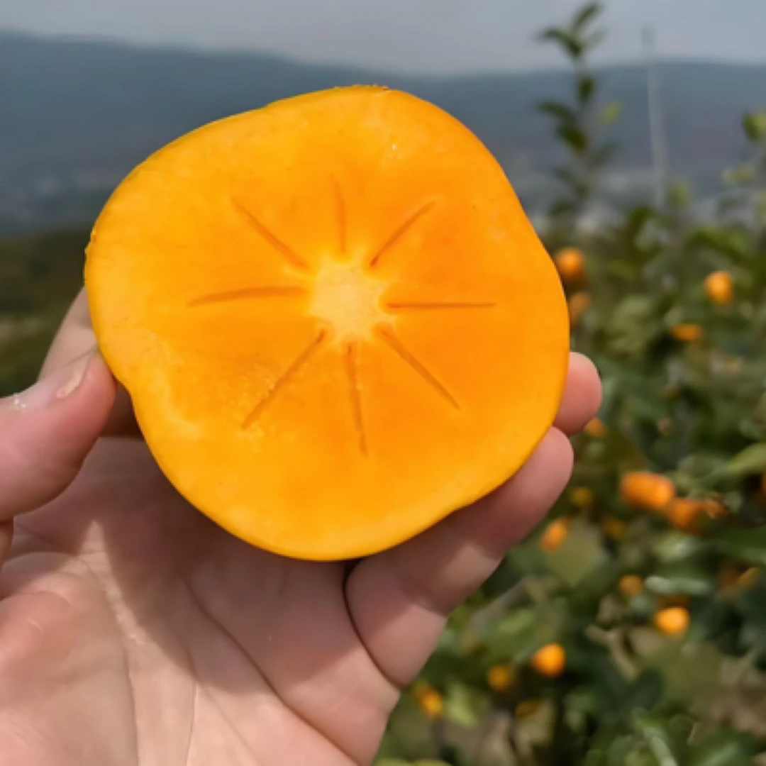 【新疆包邮】陕西阳丰巧克力脆柿脆甜不涩 中大果