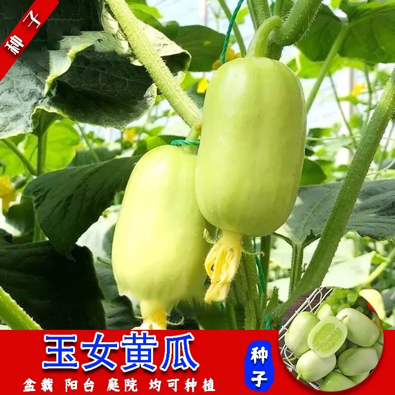 全店满5元包邮【玉女黄瓜种子】脆甜小黄瓜四季阳台盆栽易种
