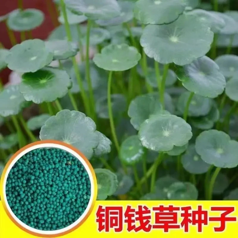 全店满5元包邮【铜钱草种子】水养种籽水培植物花卉盆栽室内常绿