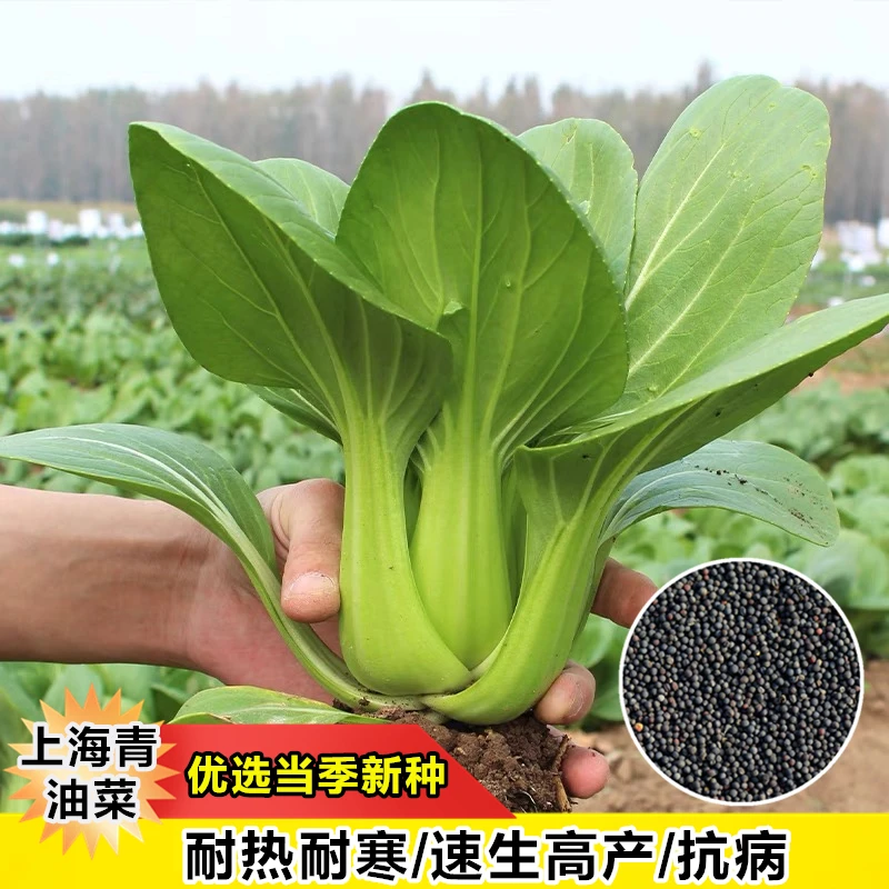 全店满5元包邮【上海青种子】油菜四季阳台可种小院蔬菜