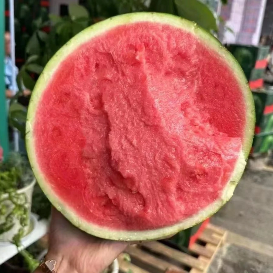 三宝爸 1个10斤左右翡翠蒂西瓜