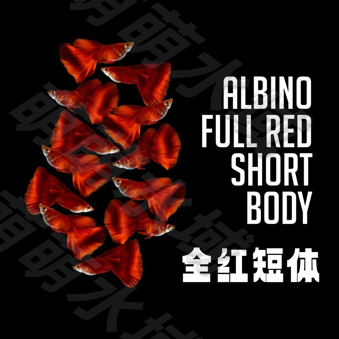 萌萌水域自家繁殖赛级进口高品质孔雀鱼包邮包损包入缸