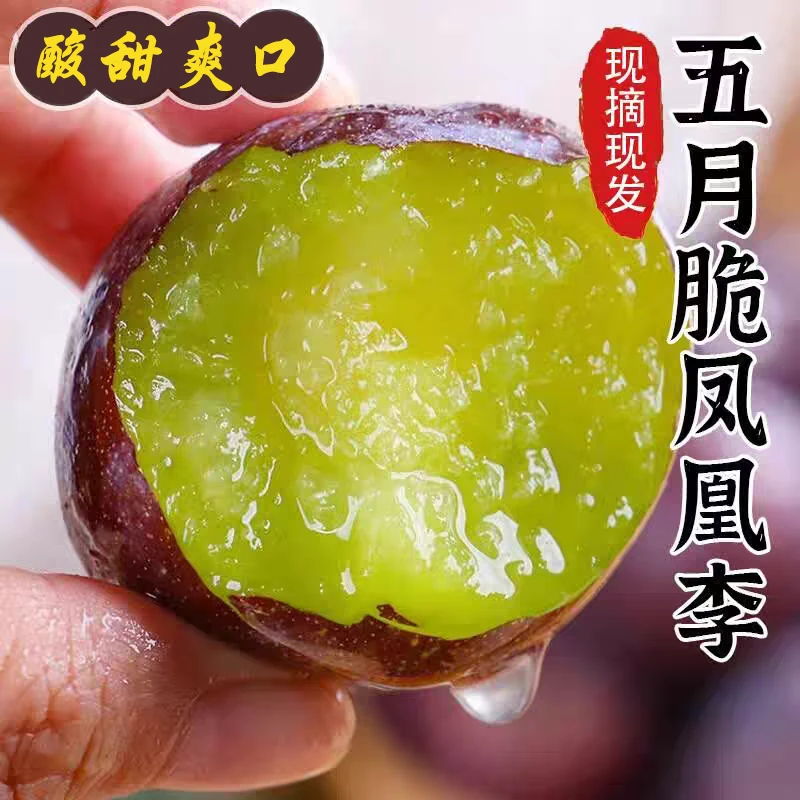 【现摘】四川正宗五月脆李子新鲜水果当季五月脆青红脱骨蜂糖李