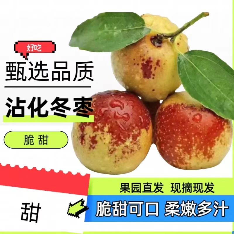 【沾化冬枣】五斤箱装冰糖心嘎嘣脆山东沾化源产地果园直发