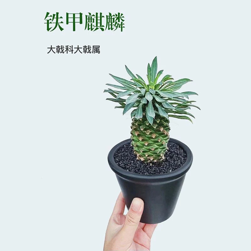 【瑞恩的花园专属】铁甲麒麟块根多肉小菠萝稀有盆栽室内桌面绿植