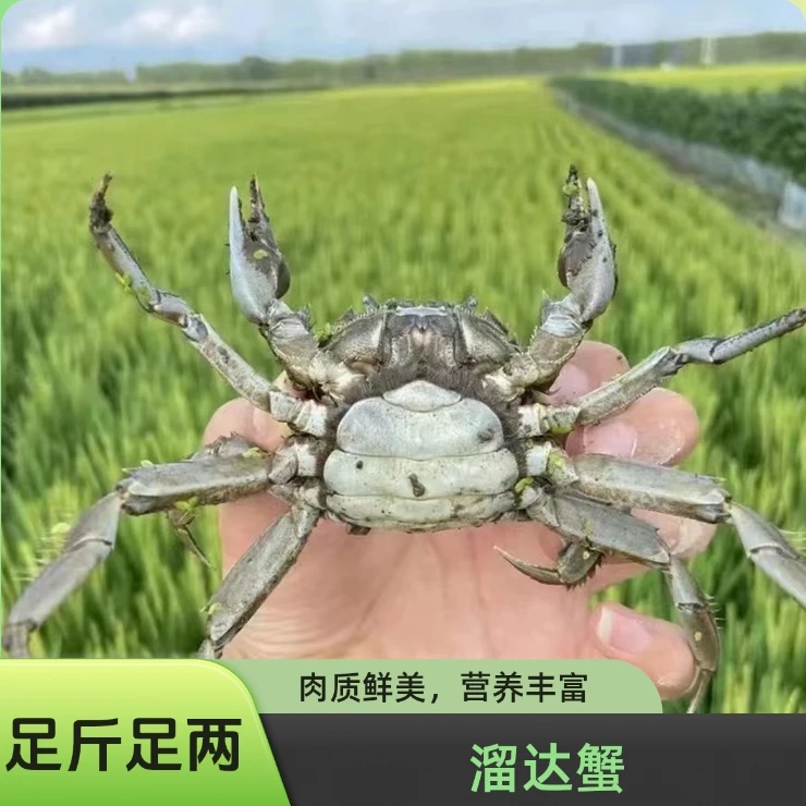【活蟹】盘锦河蟹稻田河蟹20只母/公20只/ 0.8-1两/只顺丰包邮