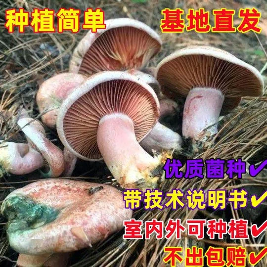 黄枞菌乌枞菌包优质母种高产家种菌种人工培植室内外阳台均可种子