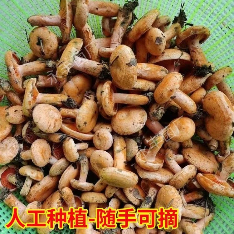 人工种植乌枞菌直发菌种家种速产松树菌青碟菌黄碟菌松毛菌松种子