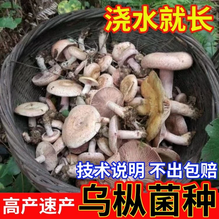 湘西乌枞菌黄枞菌菌种菌包家庭庭院室内菌种家种人工种植野生菌种