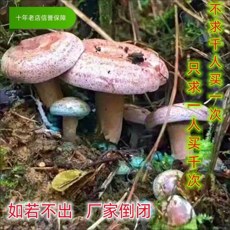 松菌菌种乌枞菌菌种鹅绒菌菌种青头菌菌种黄枞菌菌种人工种植菌包