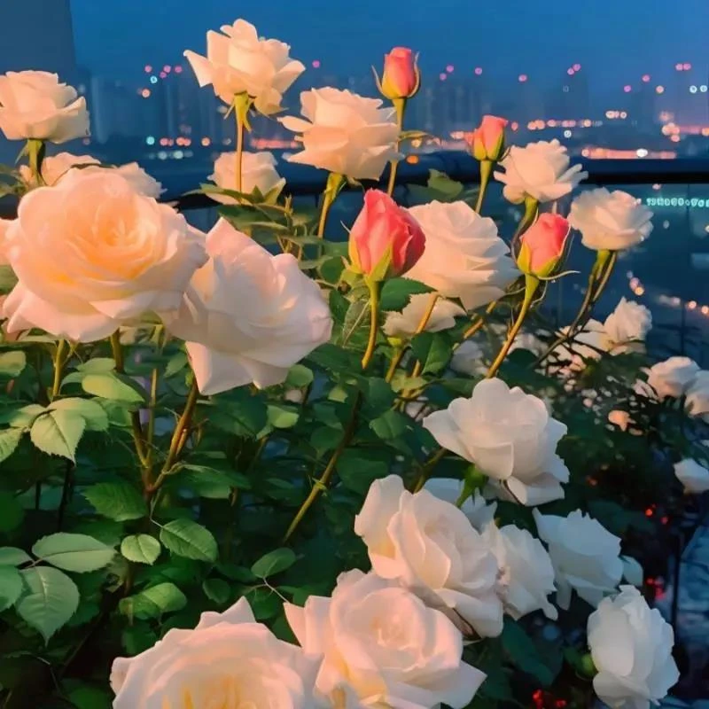 玫瑰花种籽子四季开花盆栽花卉植物易爆盆室内外鲜花种子庭院阳台
