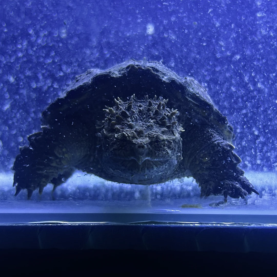 【道具】道具  补差佛鳄道具纯佛补款观赏乌龟补款