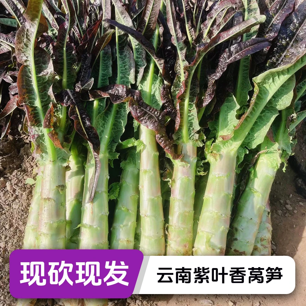云南高山紫叶香莴笋莴苣当季新鲜露天种植现摘现发火锅时令蔬菜