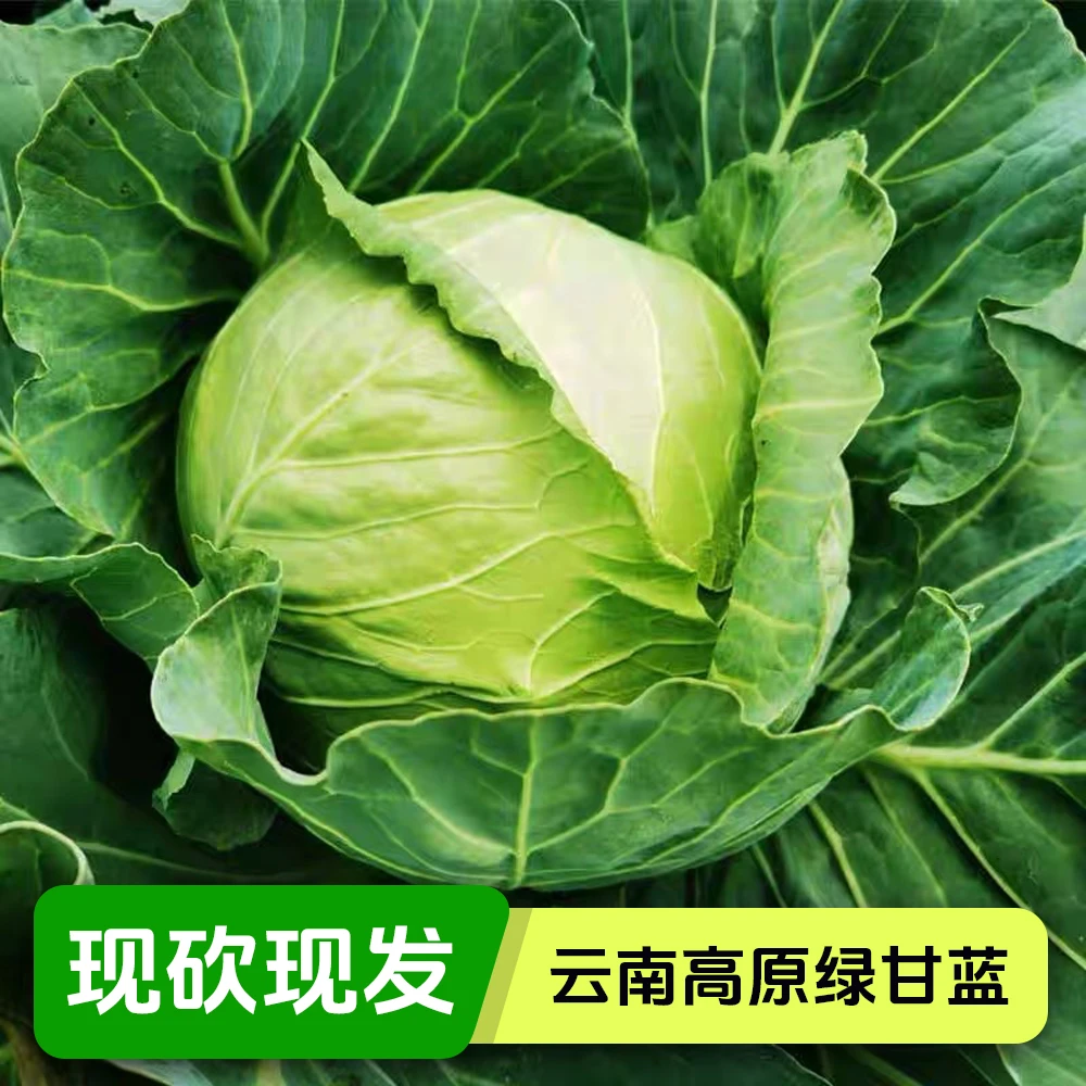 云南高山绿甘蓝脆嫩包菜应季新鲜铁头莲花白菜绿叶菜火锅现砍现发